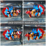 Live Male Betta Galaxy Nemo Plakat (BKB-018) High quality what you see what you get!!