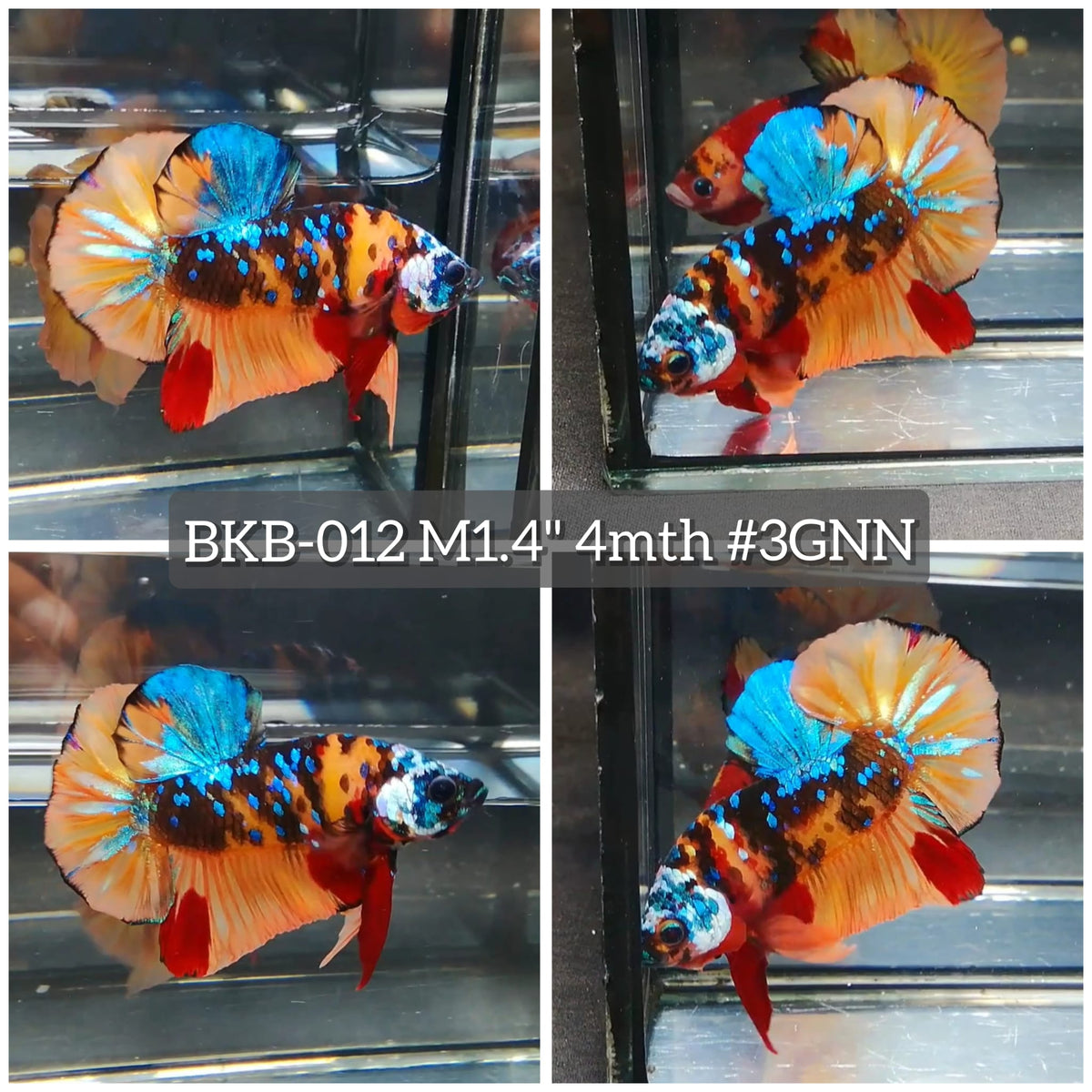 Live Male Betta Galaxy Nemo Plakat (BKB-012) High quality what you see what you get!!