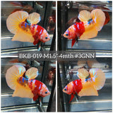 Live Male Betta Classic Nemo Koi Plakat (BKB-019) High quality what you see what you get!!