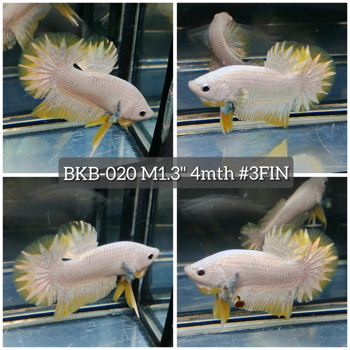 Live Male Betta Yellow Snow Dragon Plakat (BKB-020) High quality what you see what you get!!
