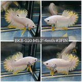Live Male Betta Yellow Snow Dragon Plakat (BKB-020) High quality what you see what you get!!