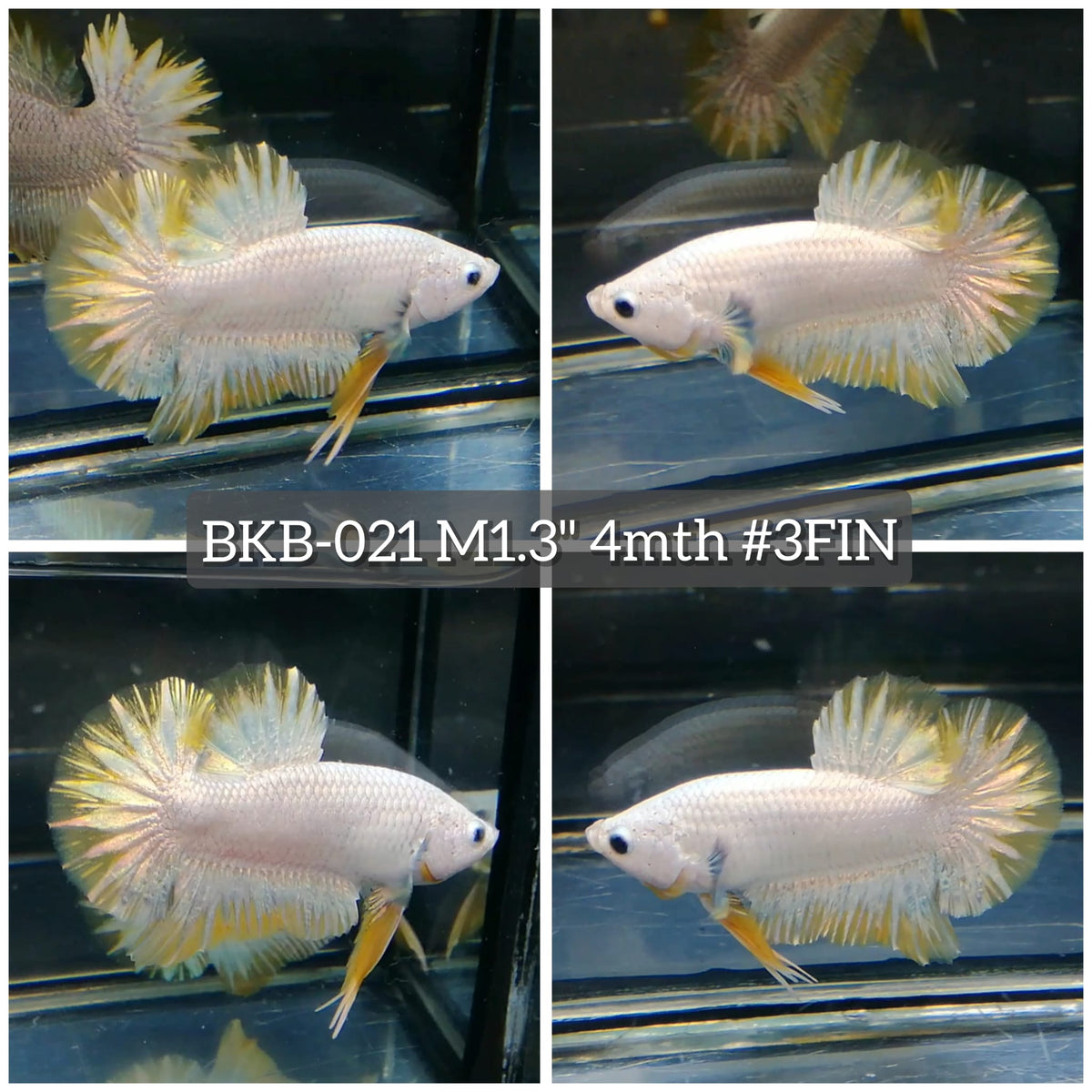 Live Male Betta Yellow Snow Dragon Plakat (BKB-021) High quality what you see what you get!!