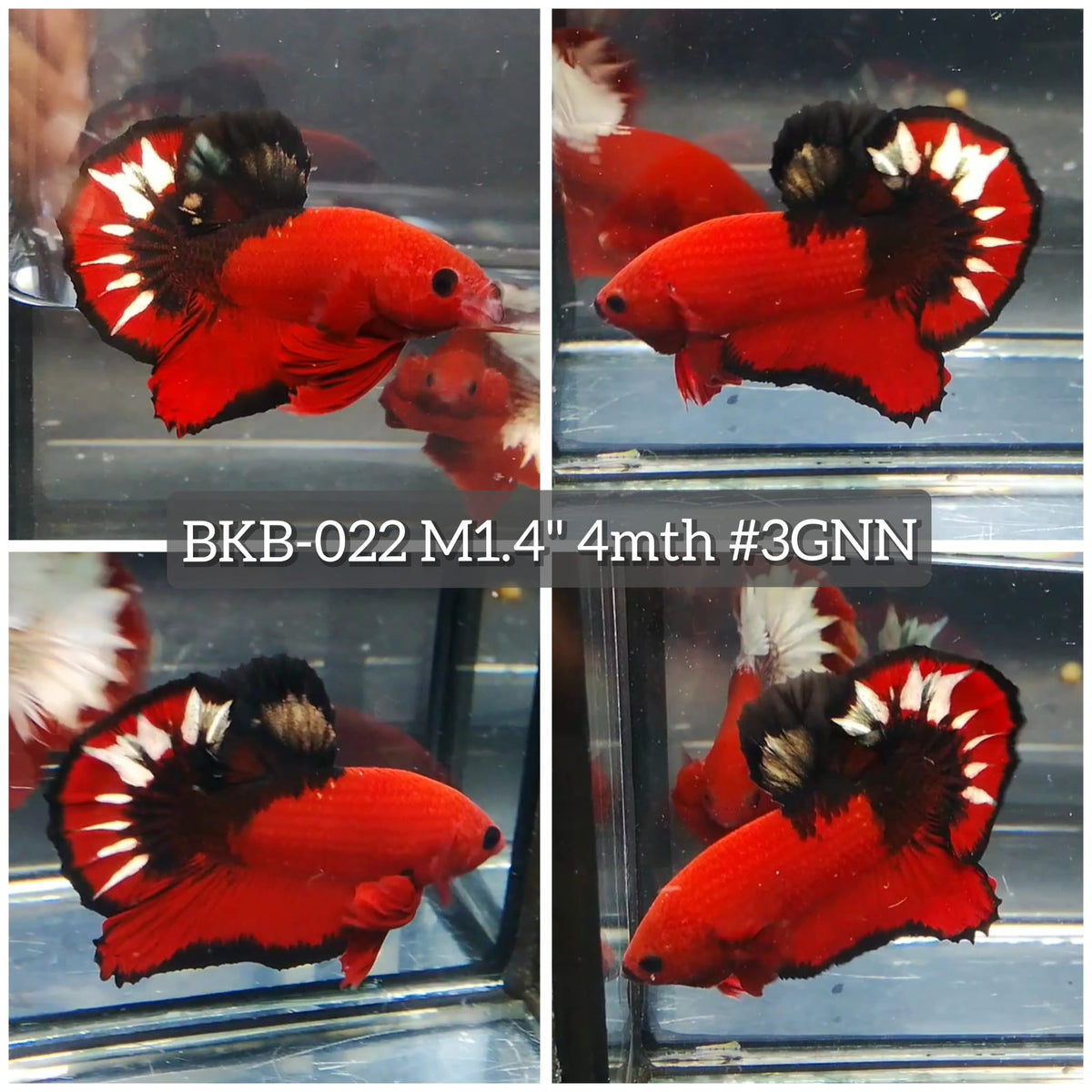 Live Male Betta Fancy Red Hellboy Plakat (BKB-022) High quality what you see what you get!!