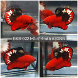 Live Male Betta Fancy Red Hellboy Plakat (BKB-022) High quality what you see what you get!!