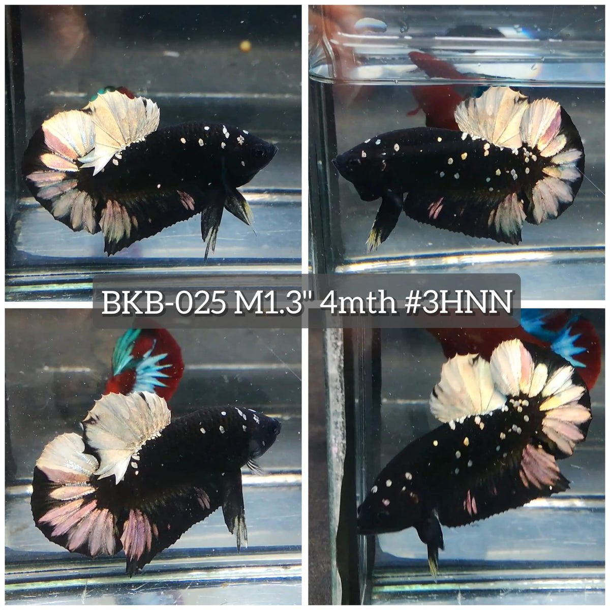 Live Male Betta Black Copper Galaxy Stardust Plakat (BKB-025) High quality what you see what you get!!