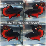 Live Male Betta Black Red Vampire Plakat (BKB-027) High quality what you see what you get!!