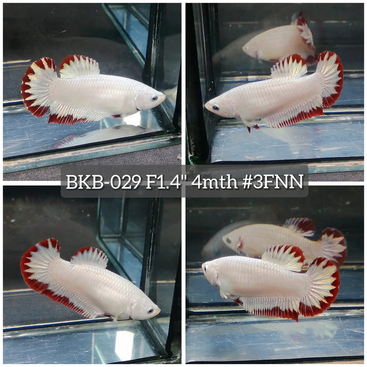 Live Female Betta Red Snow Dragon Plakat (BKB-029) High quality what you see what you get!!