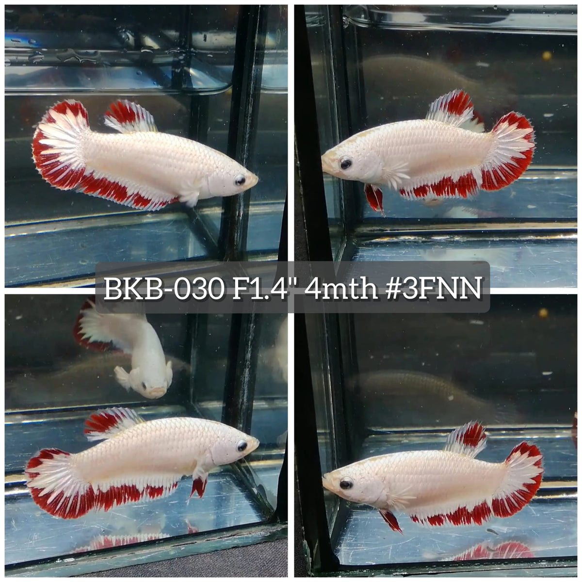 Live Female Betta Red Snow Dragon Plakat (BKB-030) High quality what you see what you get!!