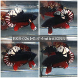 Live Male Betta Black Copper Galaxy Plakat (BKB-026) High quality what you see what you get!!