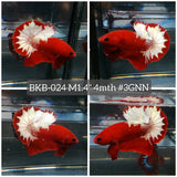 Live Male Betta Fancy Red Hellboy Startail Plakat (BKB-024) High quality what you see what you get!!