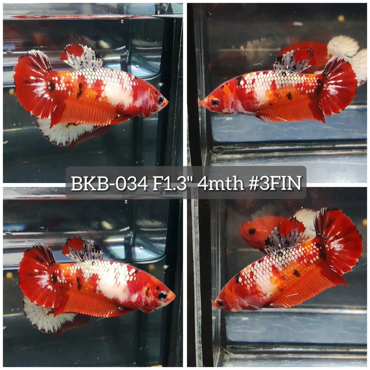 Live Female Betta Orange Red Koi Plakat (BKB-034) High quality what you see what you get!!