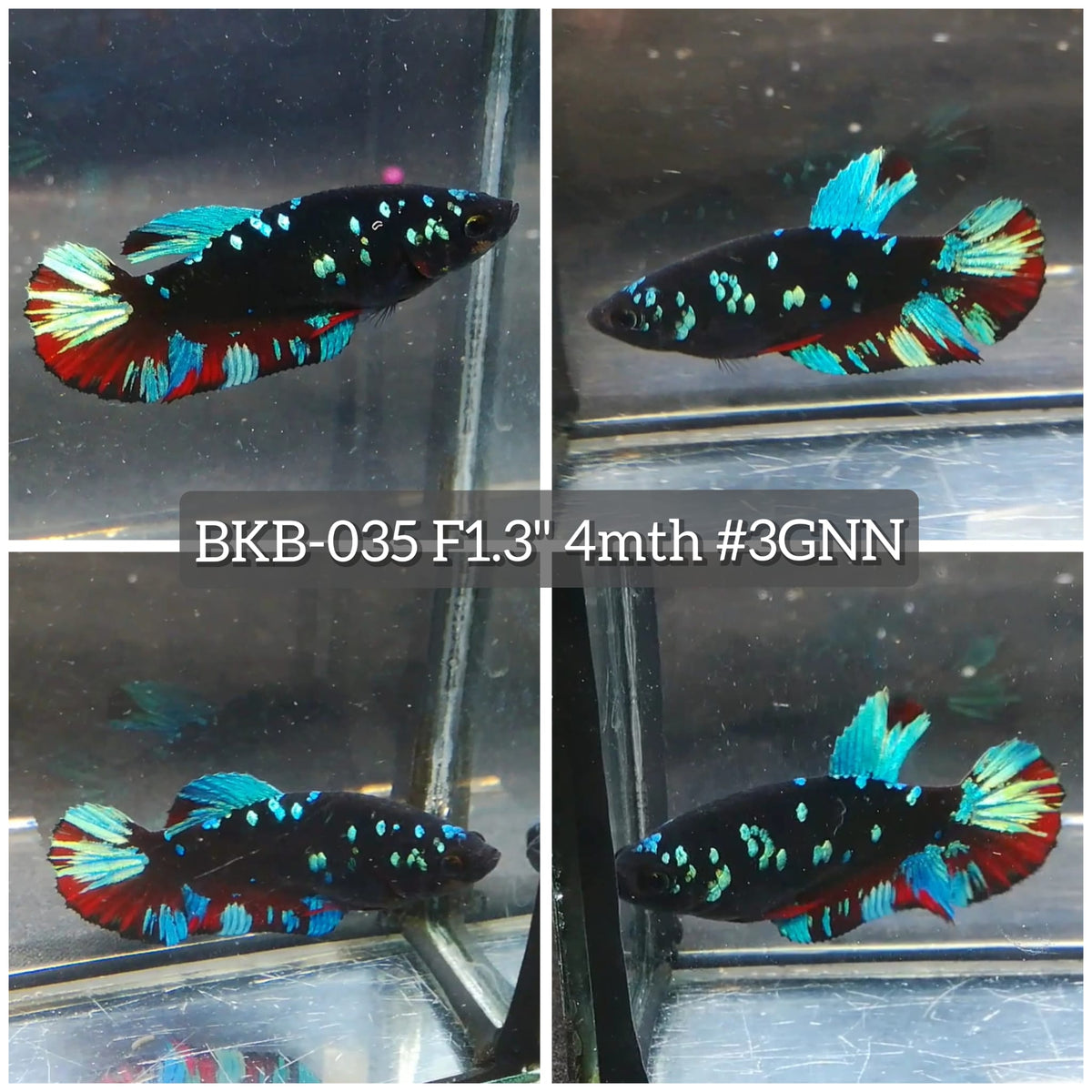 Live Female Betta Black Galaxy Avatar Plakat (BKB-035) High quality what you see what you get!!