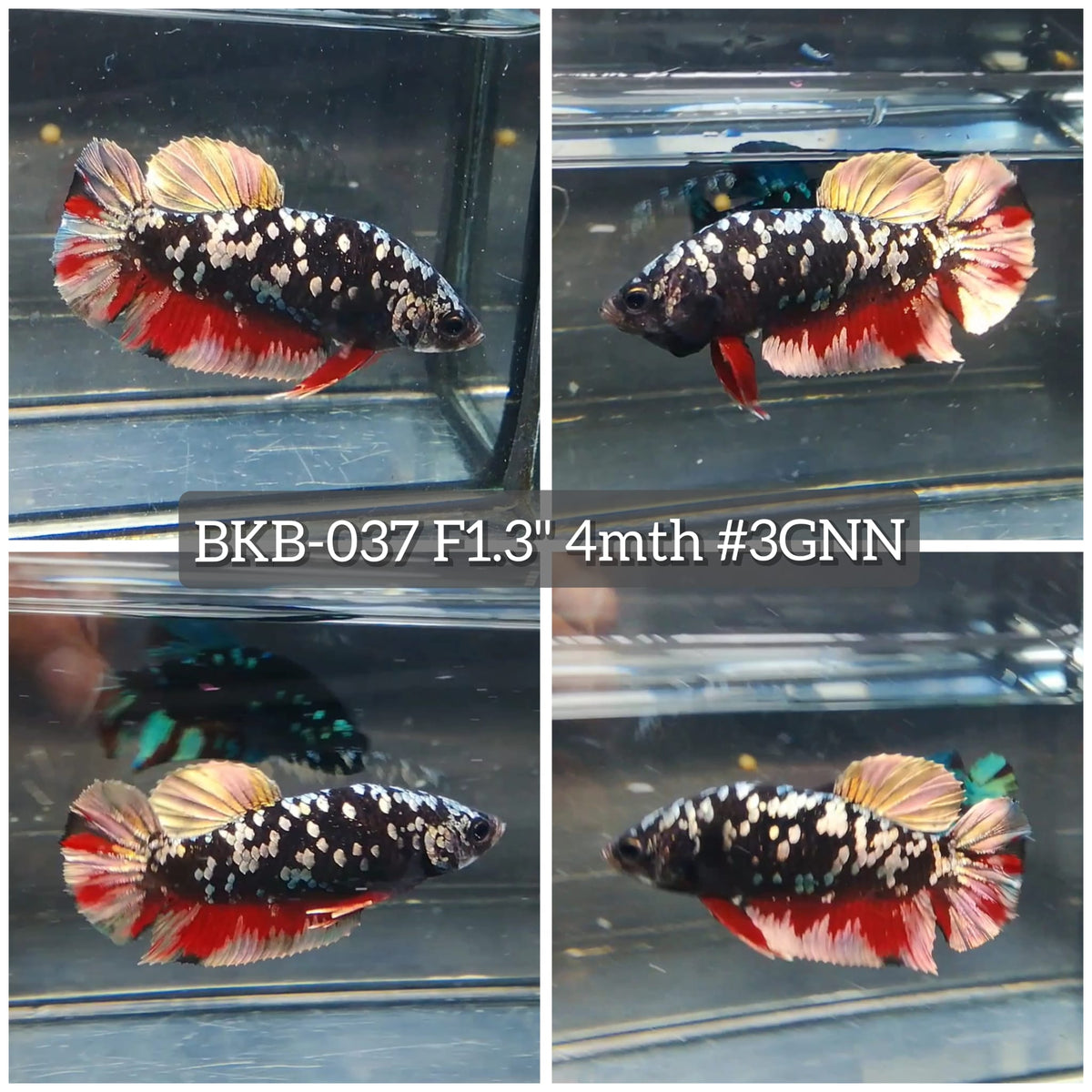 Live Female Betta Black Copper Galaxy Stardust Plakat (BKB-037) High quality what you see what you get!!