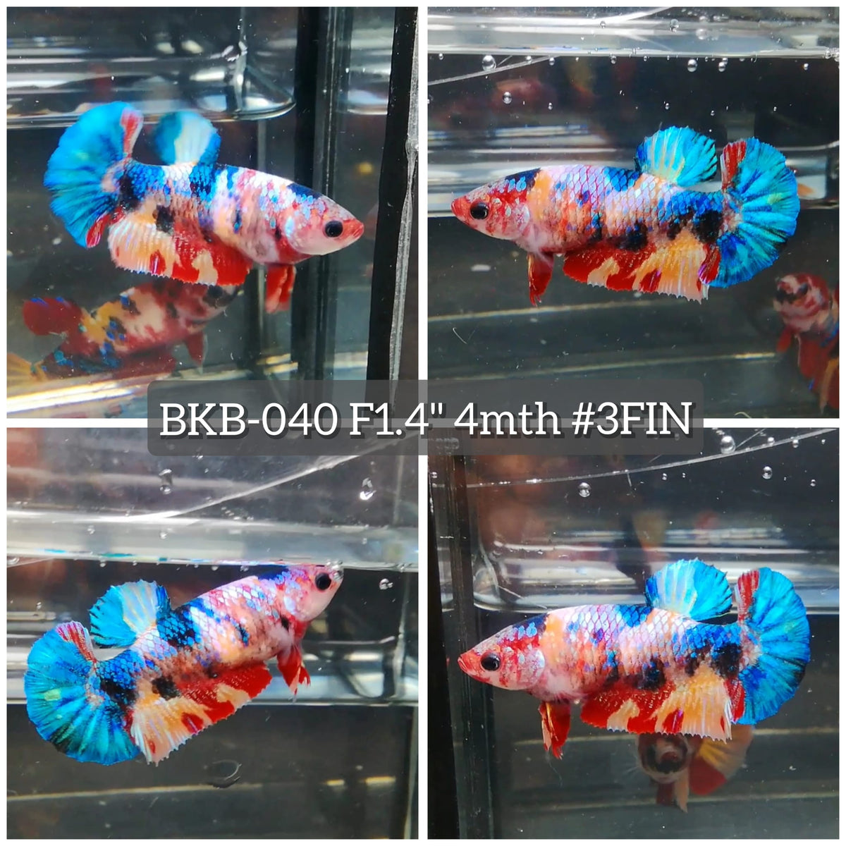 Live Female Betta Galaxy Koi Plakat (BKB-040) High quality What you see What you get!!