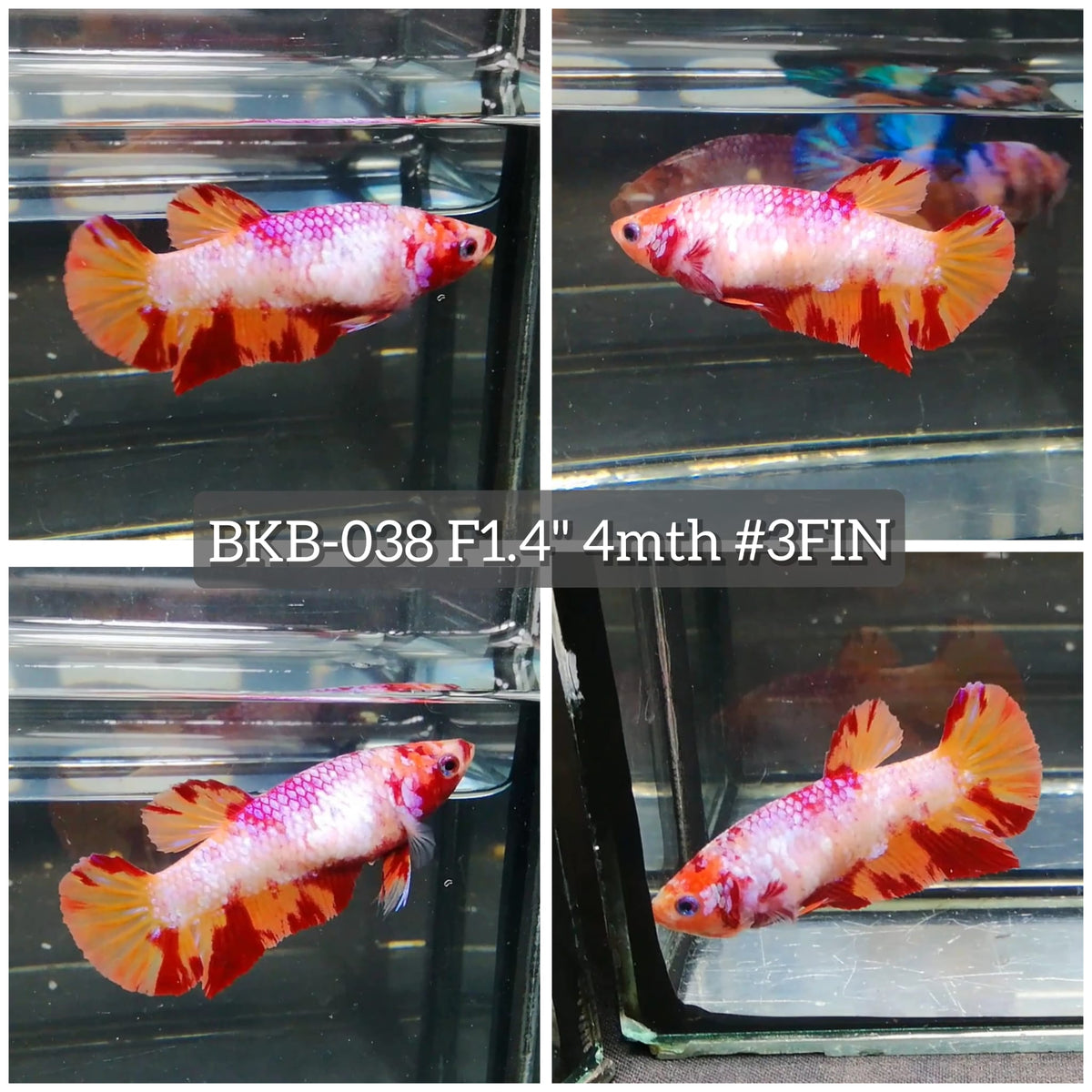 Live Female Betta Candy Nemo Plakat (BKB-038) High quality what you see what you get!!