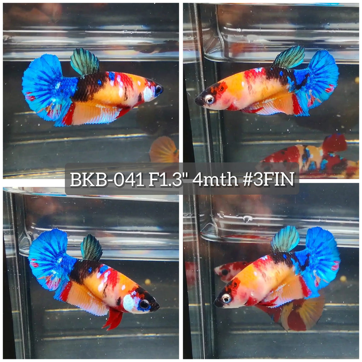 Live Female Betta Galaxy Nemo Plakat (BKB-041) High quality What you see What you get!!