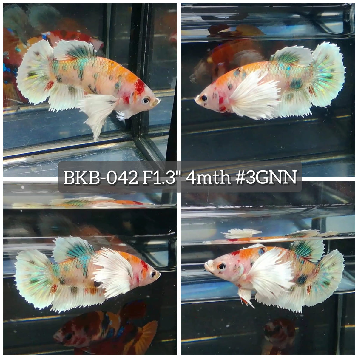Live Female Betta Fancy Koi Dumbo big ear Plakat (BKB-042) High quality What you see What you get!!