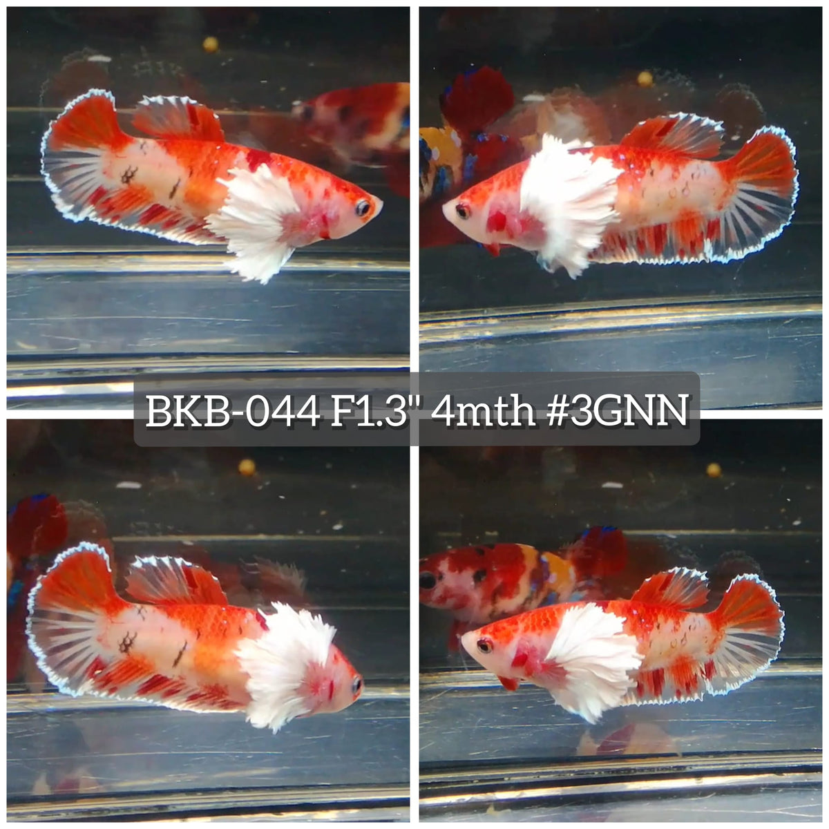 Live Female Betta Classic Red Koi Dumbo big ear Plakat (BKB-044) High quality What you see What you get!!