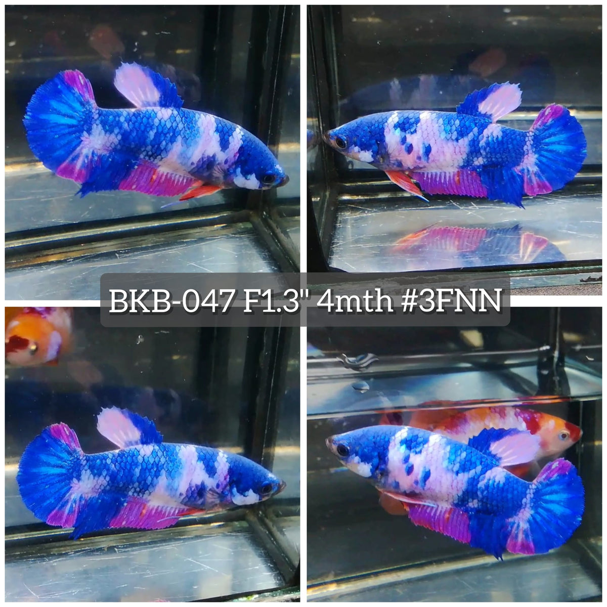 Live Female Betta Fancy Marble Plakat (BKB-047) High quality What you see What you get!!