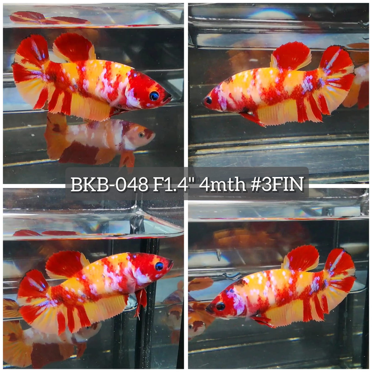 Live Female Betta Galaxy Nemo Plakat (BKB-048) High quality What you see What you get!!