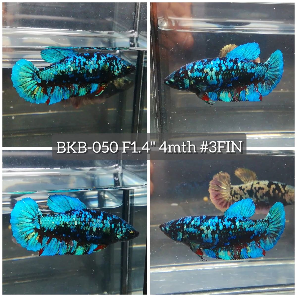 Live Female Betta Blue Black Galaxy Avatar Plakat (BKB-050) High quality What you see What you get!!