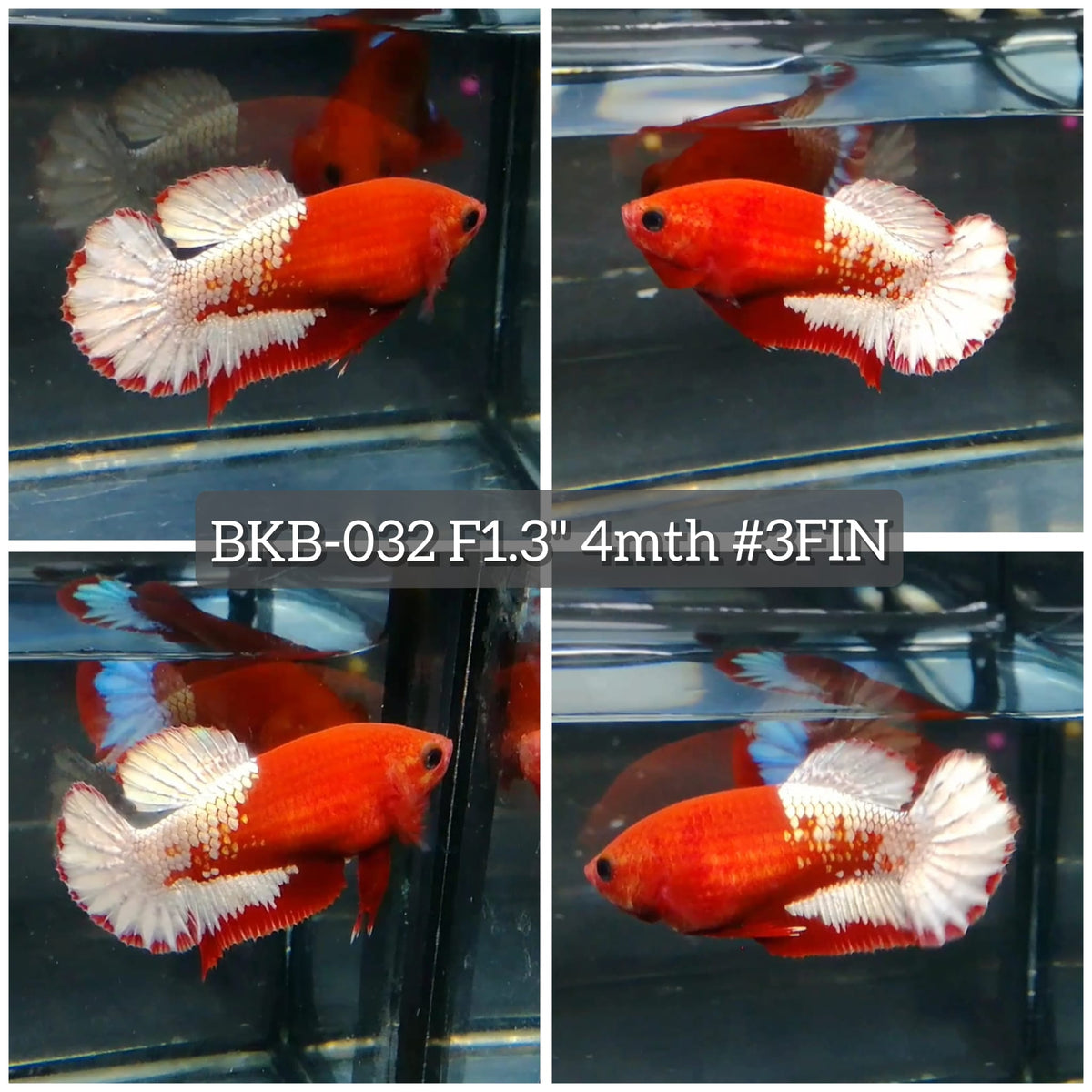 Live Female Betta Fancy Red Hellboy Startail Plakat (BKB-032) High quality what you see what you get!!