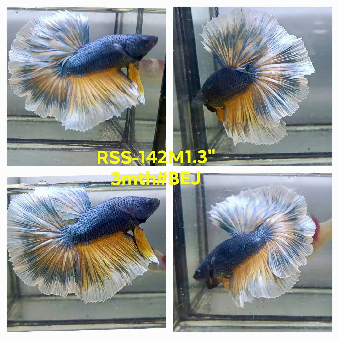 Live Male Betta Yellow Blue Mustard gas Halfmoon (RSS-142)High quality what you see what you get!!
