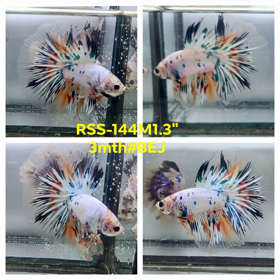 Live Male Betta Fancy Marble Halfmoon (RSS-144)High quality what you see what you get!!