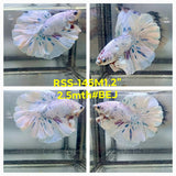 Live Male Betta Fancy Marble Polkadot Halfmoon (RSS-145)High quality what you see what you get!!