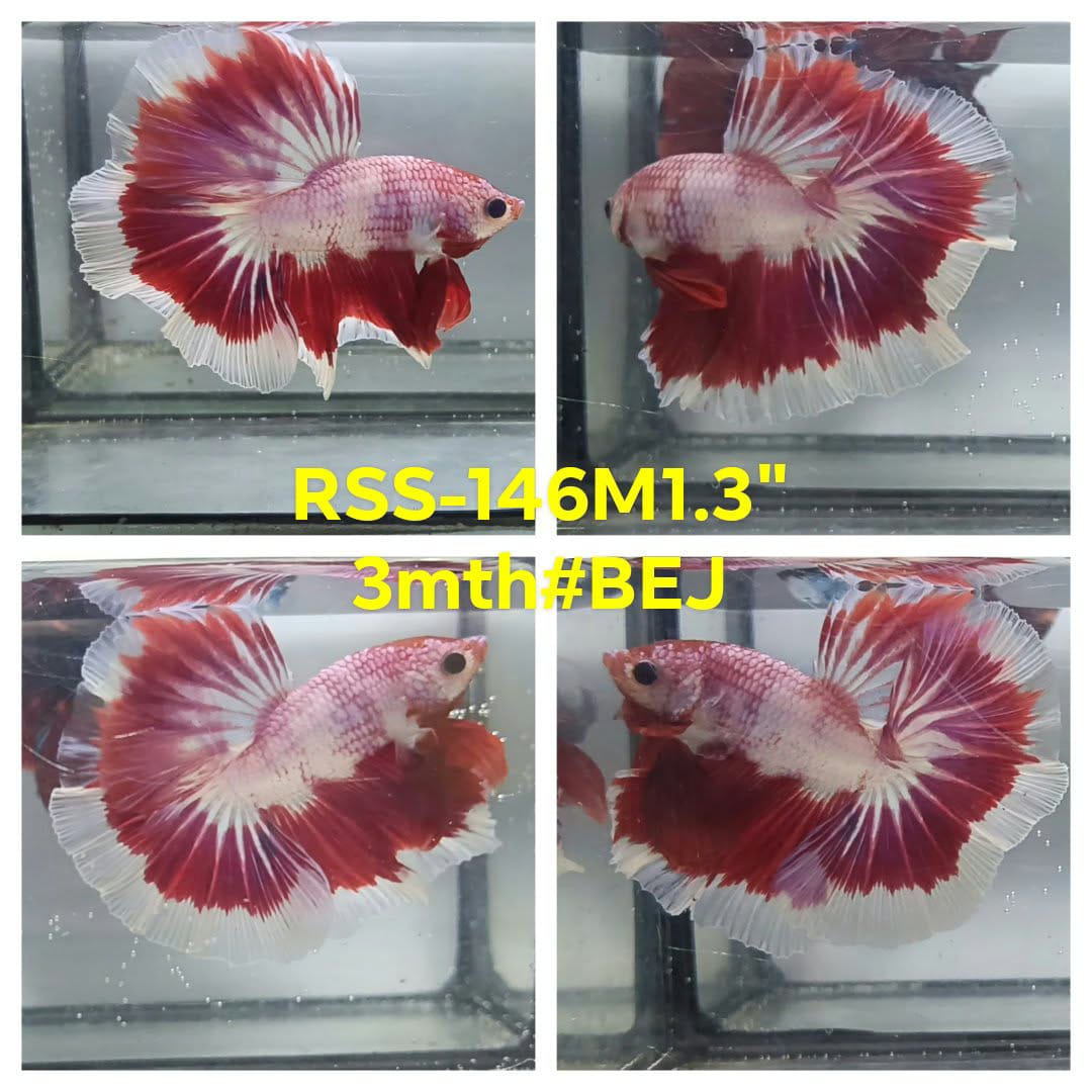 Live Male Betta Fancy Red Marble Halfmoon (RSS-146)High quality what you see what you get!!