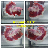 Live Male Betta Fancy Red Marble Halfmoon (RSS-146)High quality what you see what you get!!