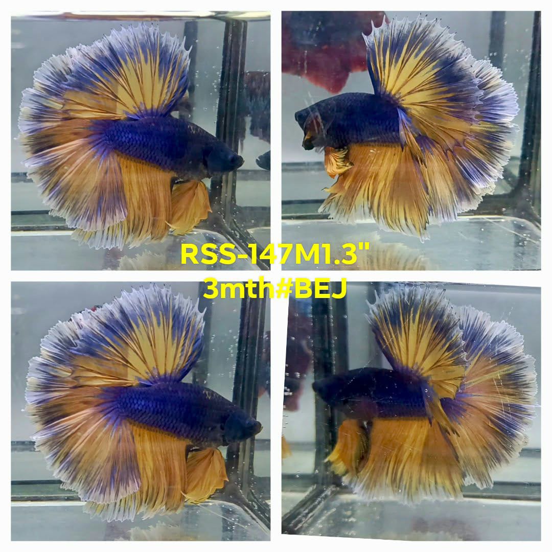 Live Male Betta Yellow blue Mustard Over Halfmoon (RSS-147)High quality what you see what you get!!