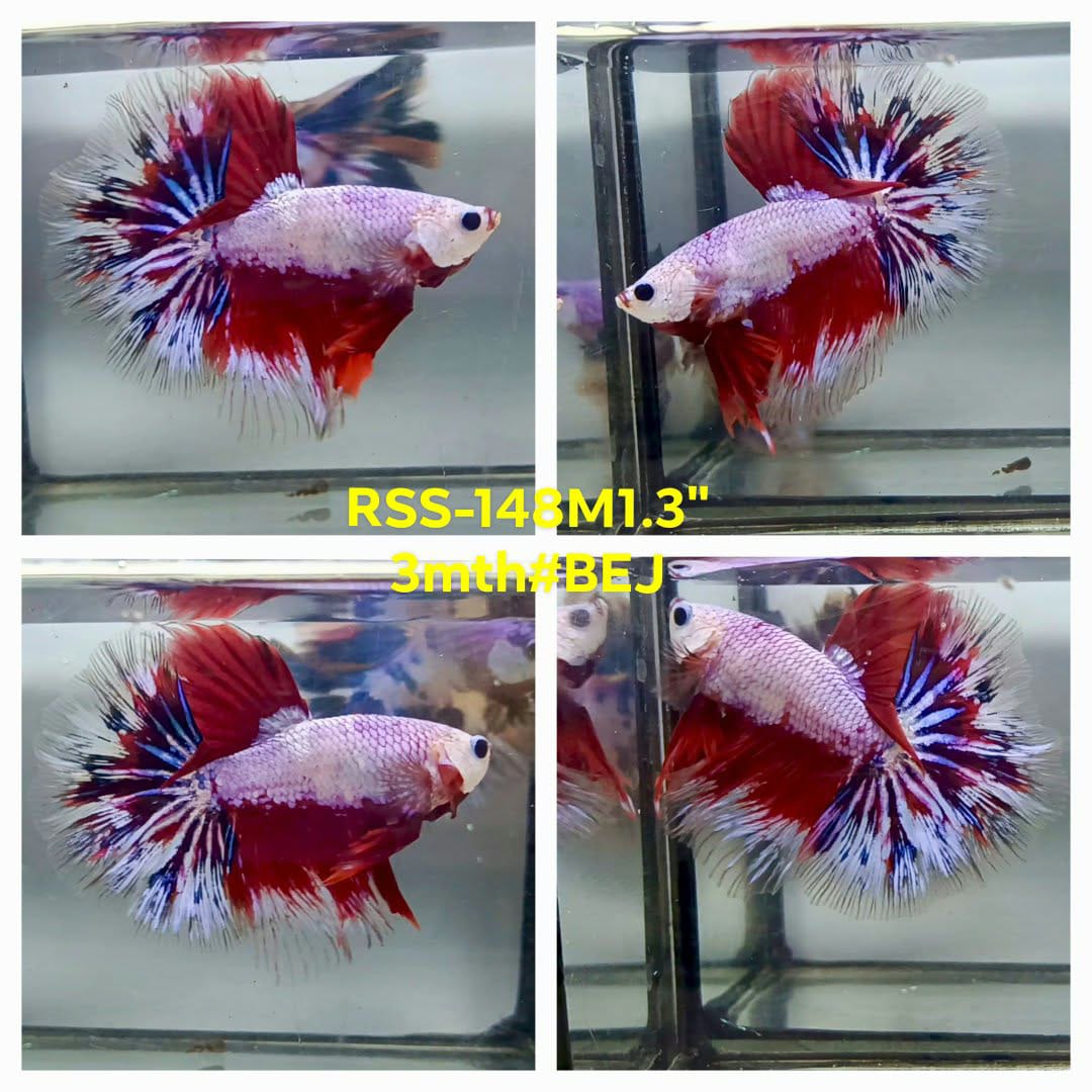 Live Male Betta Fancy Red Koi Halfmoon (RSS-148)High quality what you see what you get!!