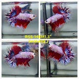 Live Male Betta Fancy Red Koi Halfmoon (RSS-148)High quality what you see what you get!!