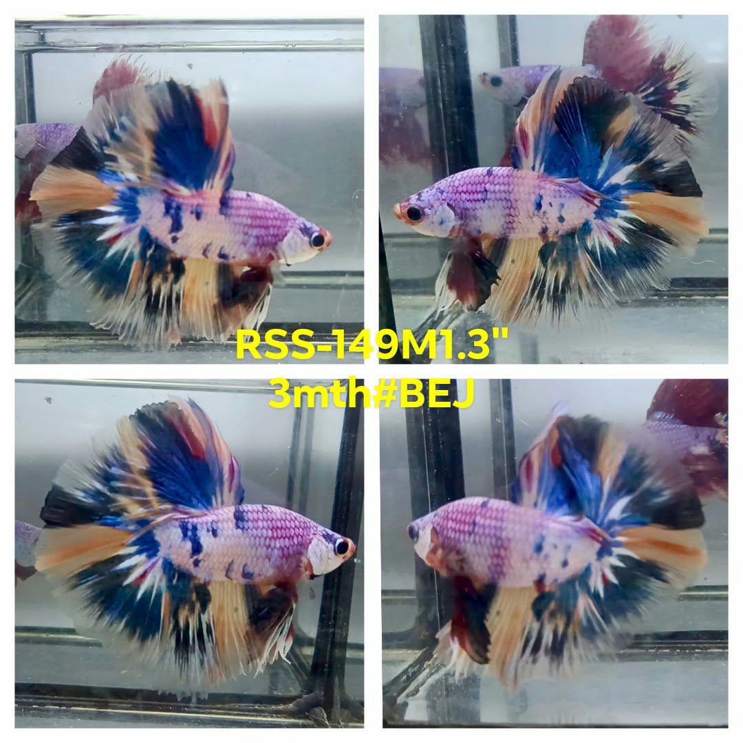 Live Male Betta Candy Koi Halfmoon (RSS-149)High quality what you see what you get!!