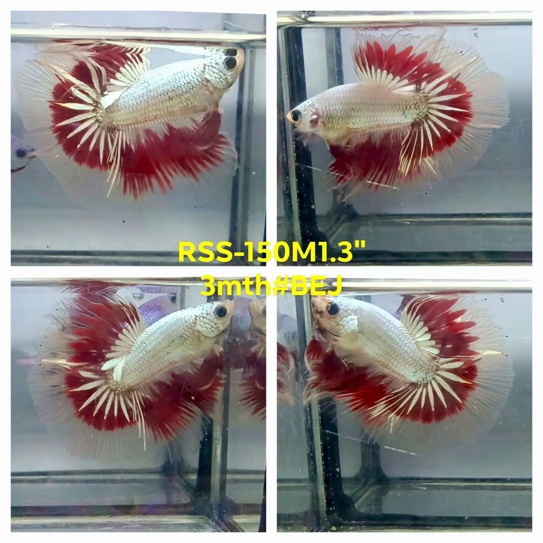Live Male Betta Fancy Dragon Halfmoon (RSS-150)High quality what you see what you get!!