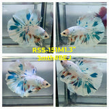 Live Male Betta Fancy Marble Polkadot Over Halfmoon (RSS-151)High quality what you see what you get!!