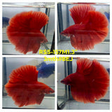 Live Male Betta Super Red Solid color Halfmoon (RSS-157)High quality what you see what you get!!