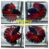 Live Male Betta Fancy Red Devil Halfmoon Rosetail (RSS-158)High quality what you see what you get!!