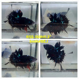 Live Male Betta Black Galaxy Avatar Halfmoon (RSS-160)High quality what you see what you get!!