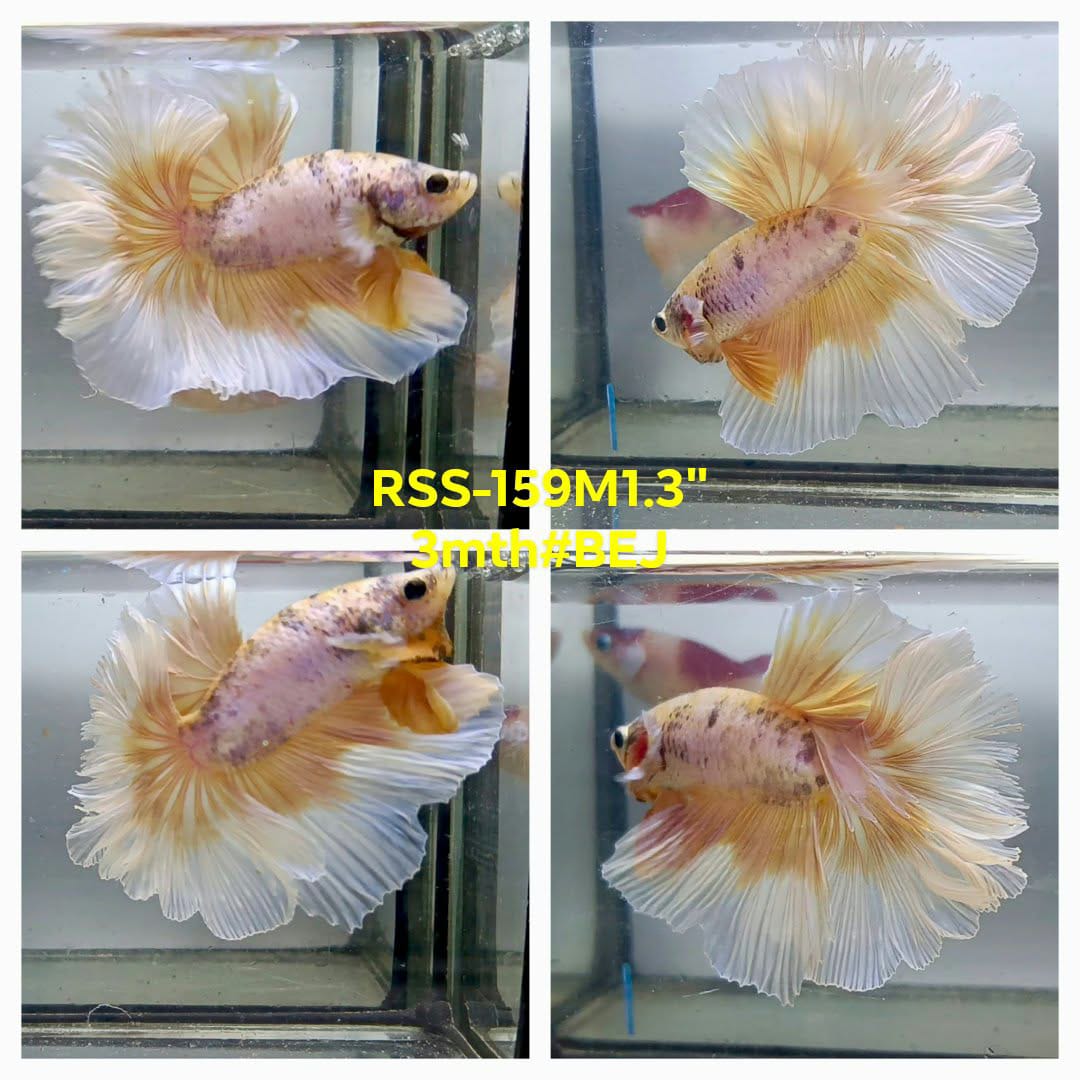 Live Male Betta Fancy Yellow Light colors Halfmoon Rosetail (RSS-159)High quality what you see what you get!!