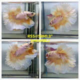Live Male Betta Fancy Yellow Light colors Halfmoon Rosetail (RSS-159)High quality what you see what you get!!