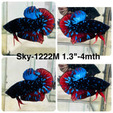 Live Male Betta Blue Black Galaxy Avatar Plakat (Sky-1222) High quality What you see What you get!!