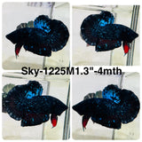 Live Male Betta Blue Black Galaxy Avatar Plakat (Sky-1225) High quality What you see What you get!!