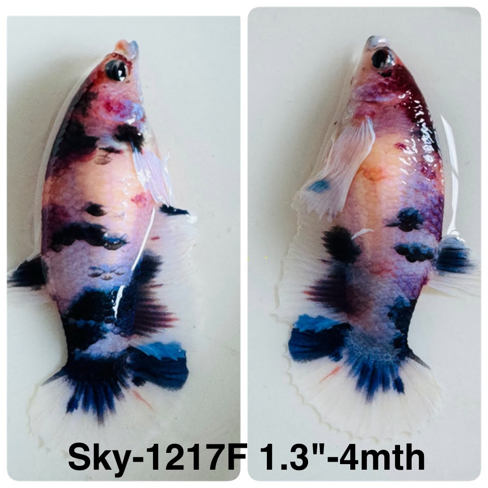 Live Female Betta Fancy Marble Dumbo big ear Plakat (Sky-1217) High quality What you see What you get!!