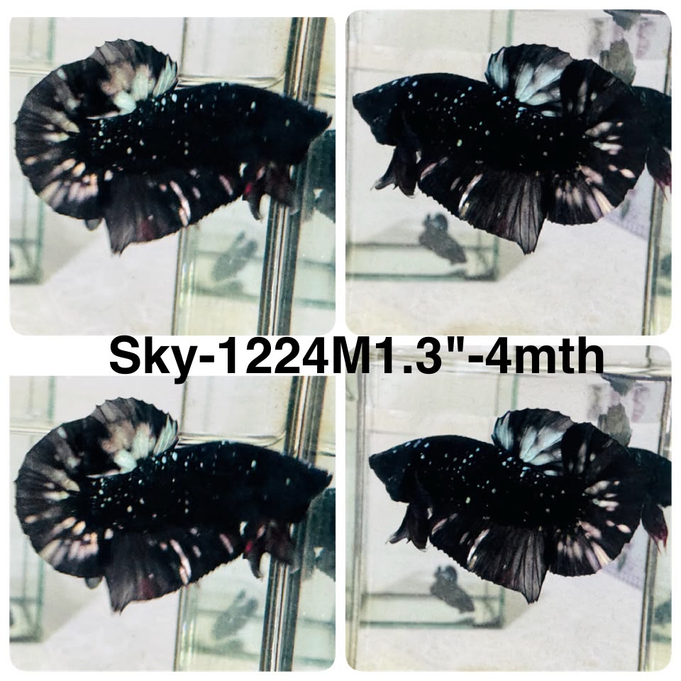 Live Male Betta Black Copper Galaxy Stardust Plakat (Sky-1224) High quality What you see What you get!!