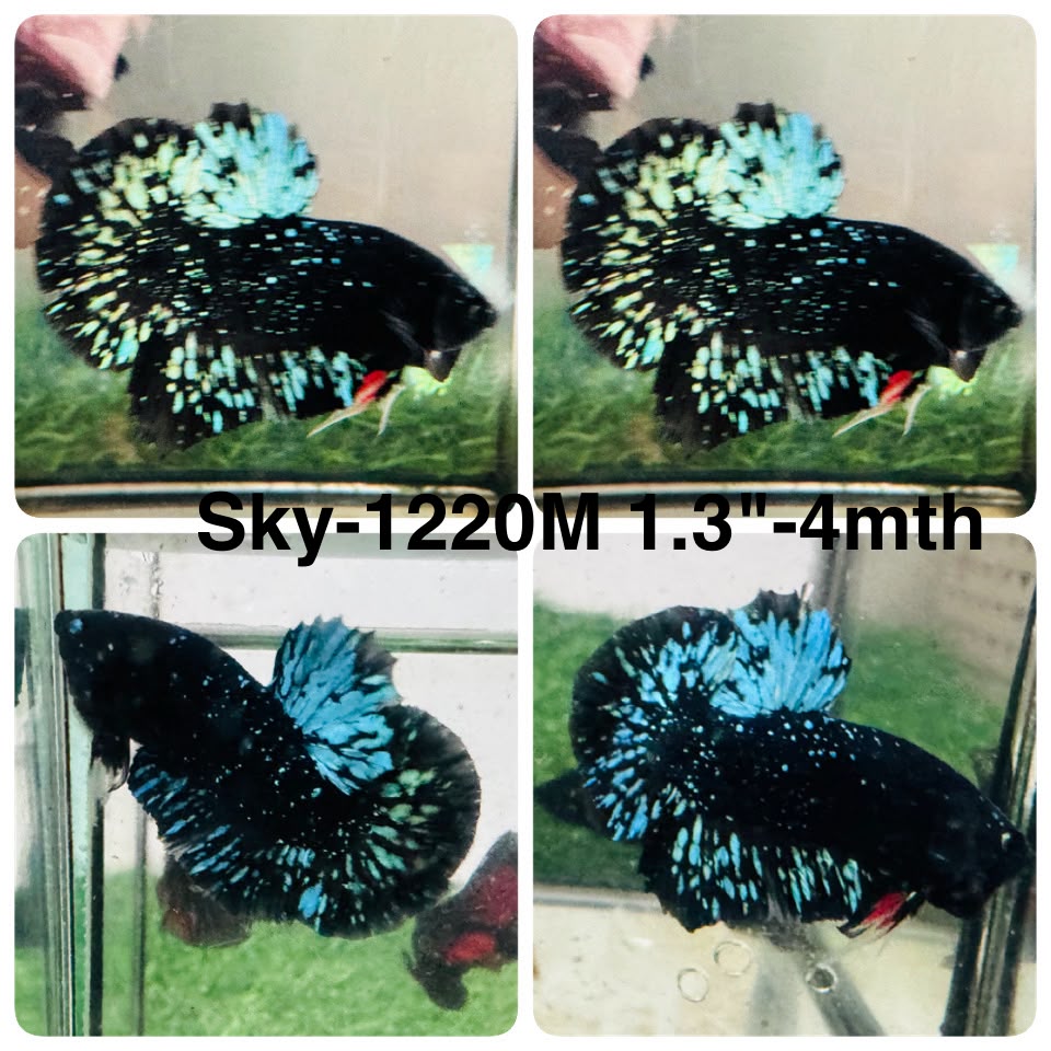 Live Male Betta Black Galaxy Avatar Plakat (Sky-1220) High quality What you see What you get!!