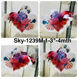 Live Male Betta Candy Nemo Dumbo big ear Plakat (Sky-1239) High quality What you see What you get!!