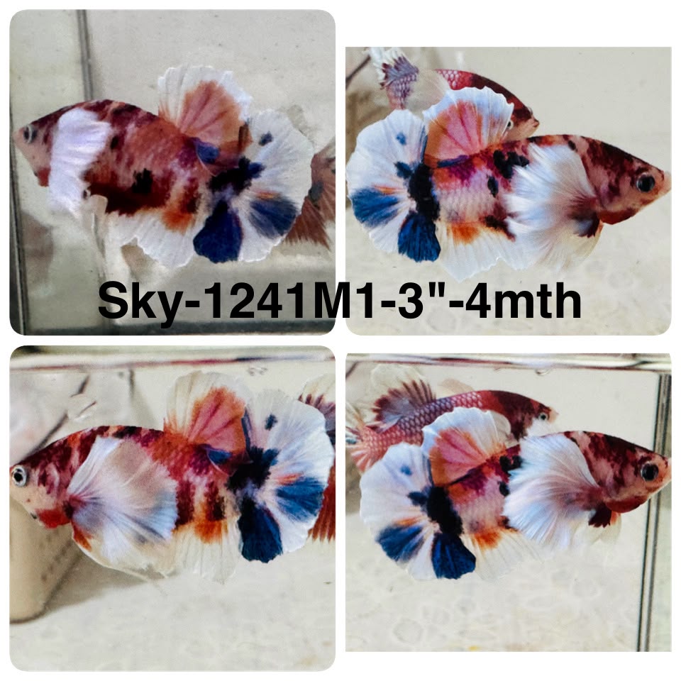 Live Male Betta Fancy Koi Dumbo big ear Plakat (Sky-1241) High quality What you see What you get!!