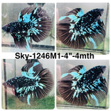 Live Male Betta Black Galaxy Avatar Halfmoon (Sky-1246) High quality What you see What you get!!